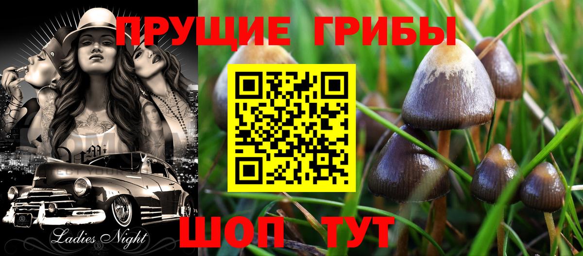 магазин    Галлюциногенные грибы GOLDEN TEACHER  Свободный  Вход с VPN  Псилоцибиновые грибы Psilocybine cubensis 